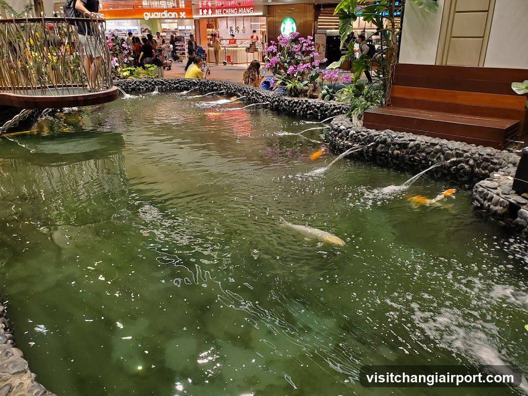 Indoor Koi Pond in Shopping Mall