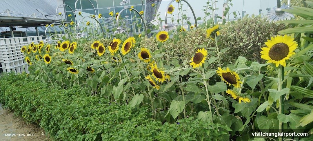 Sunflower Garden Display