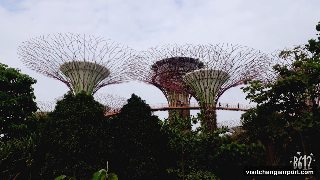 Supertree Grove Skyway