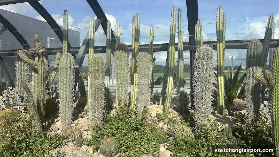 Cactus Garden Display
