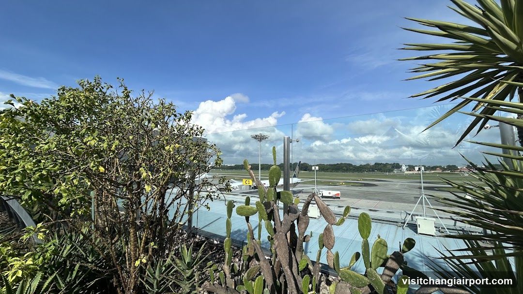 Airport View from Garden