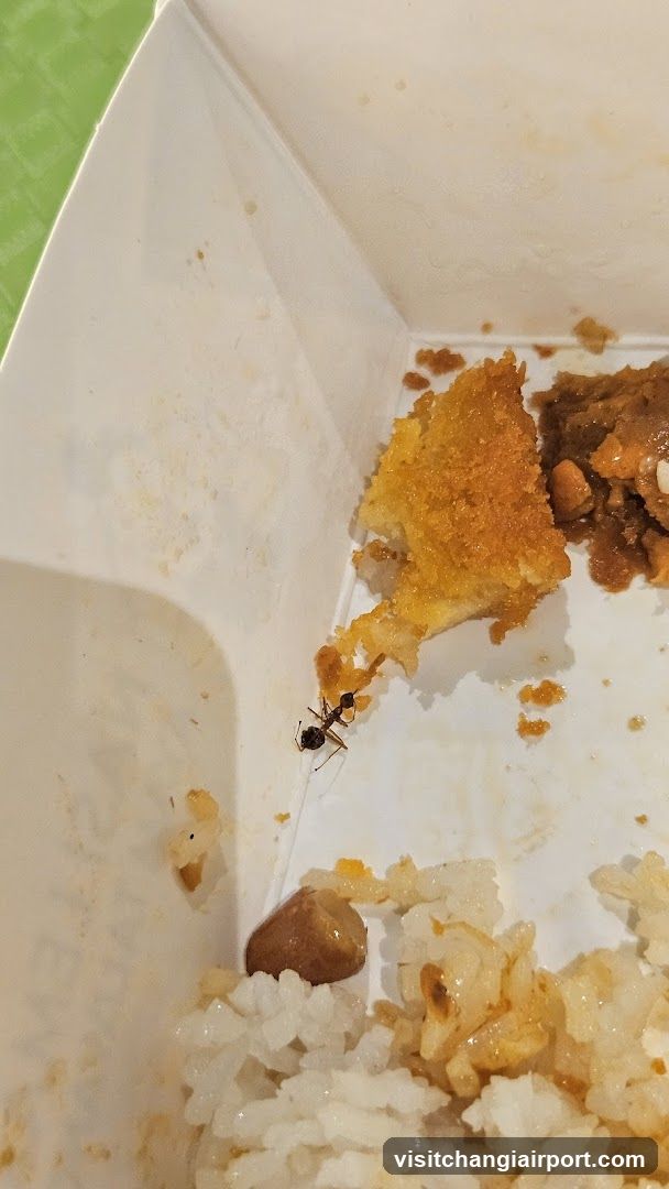 Ant in Takeout Container