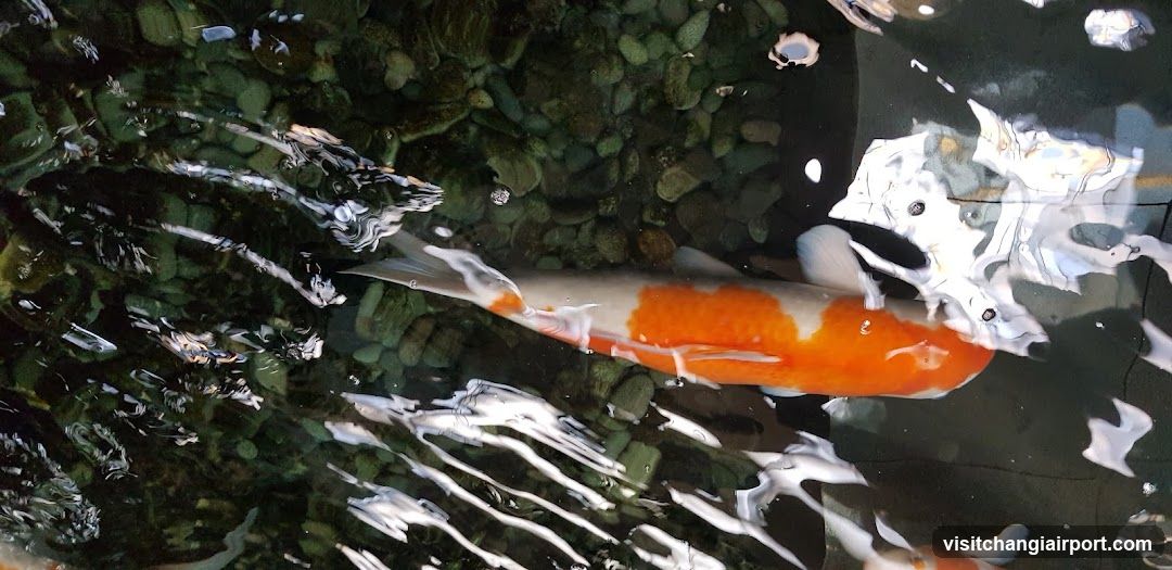 Koi Fish in Pond
