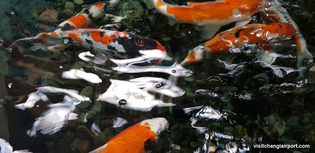 Koi Fish in Pond