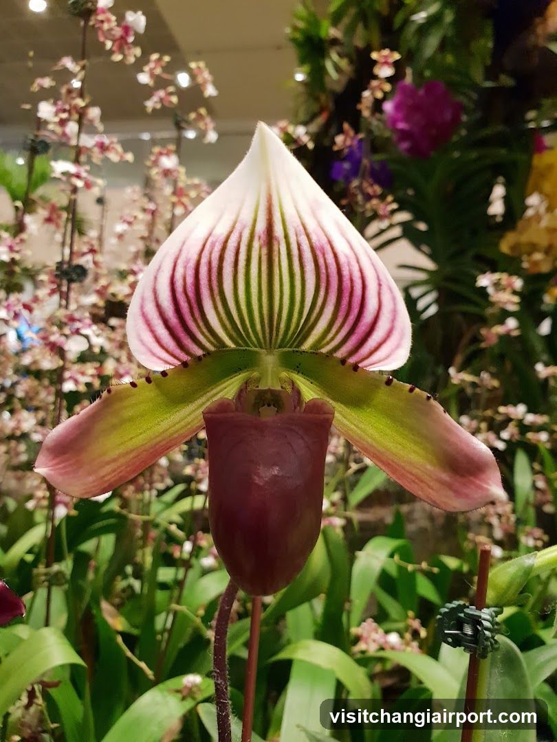 Paphiopedilum Orchid