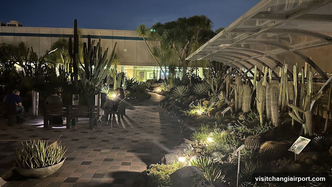 Cactus Garden at Night