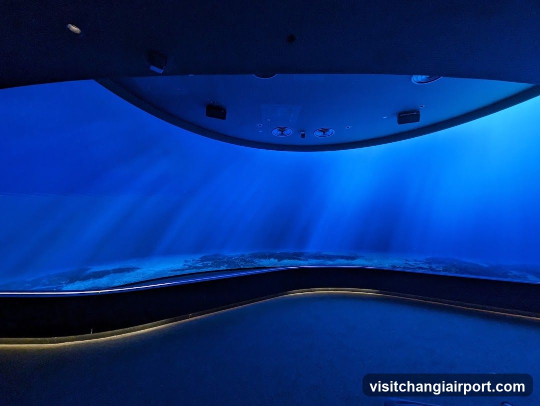 Underwater View in Aquarium