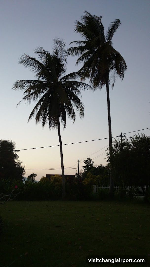 Silhouetted Palm Trees at Dusk