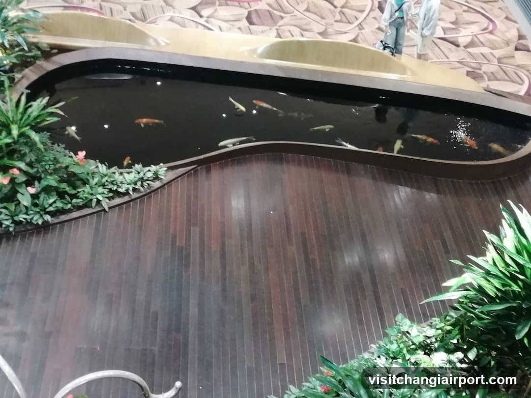 Indoor Koi Pond with Wooden Decking and Greenery