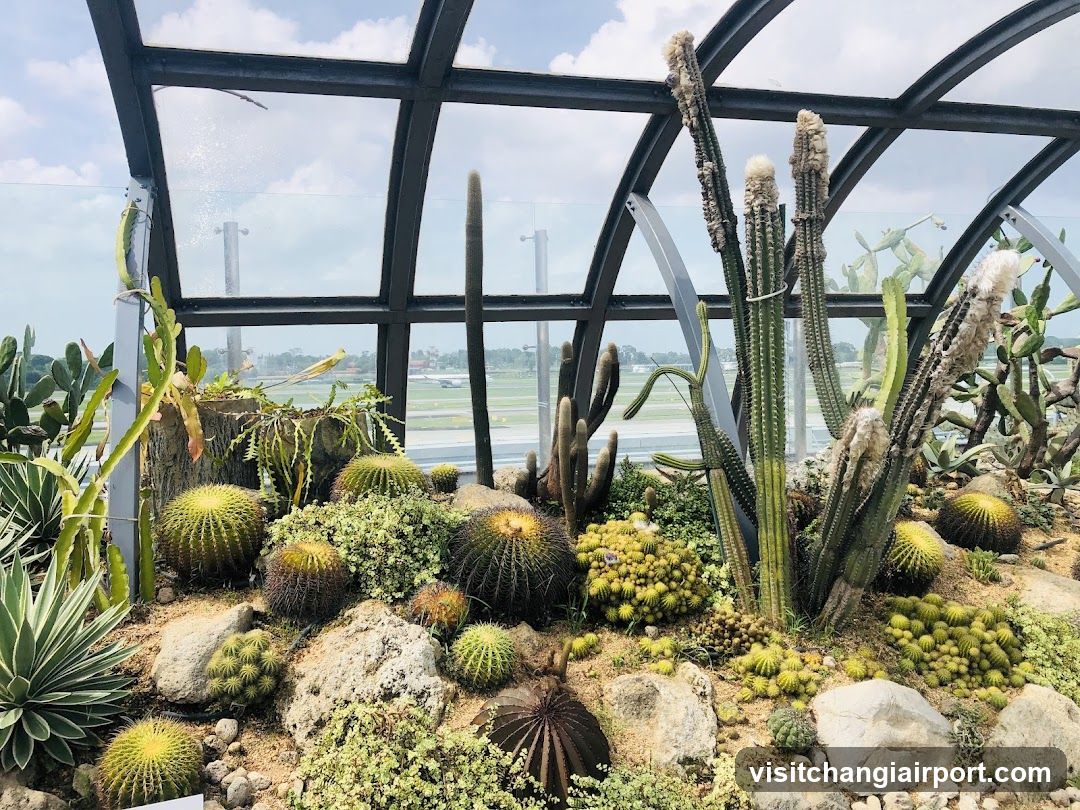 Cactus Garden