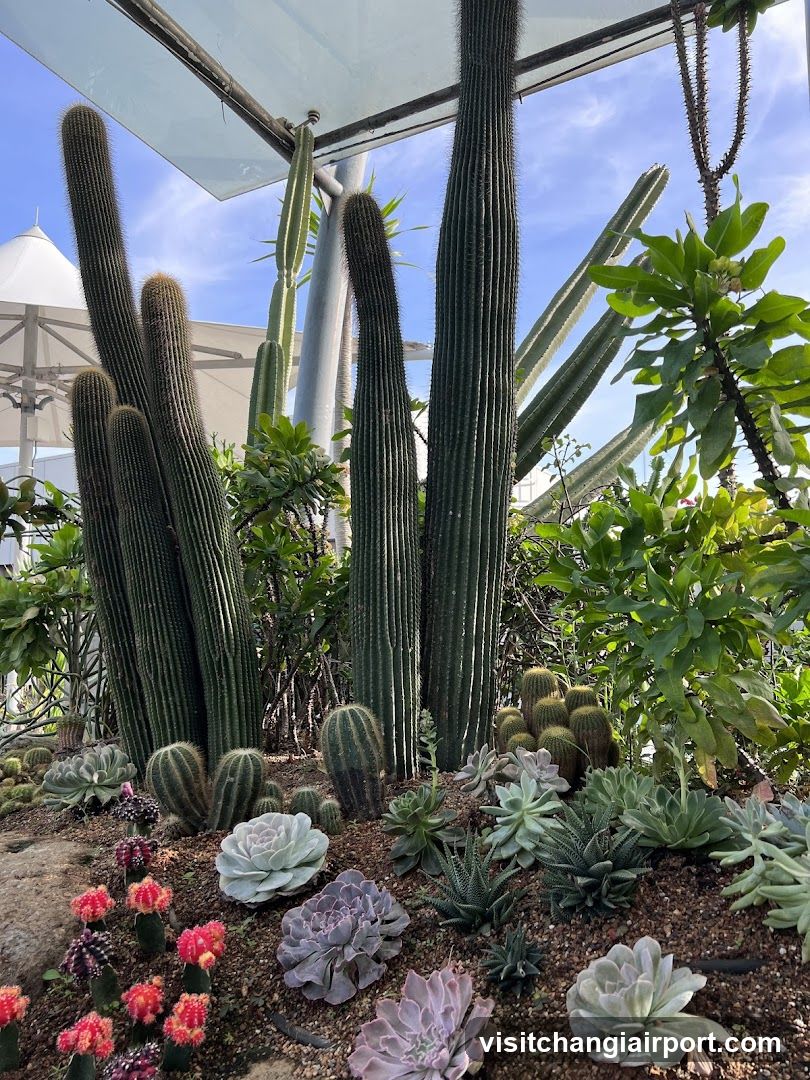Cactus Garden