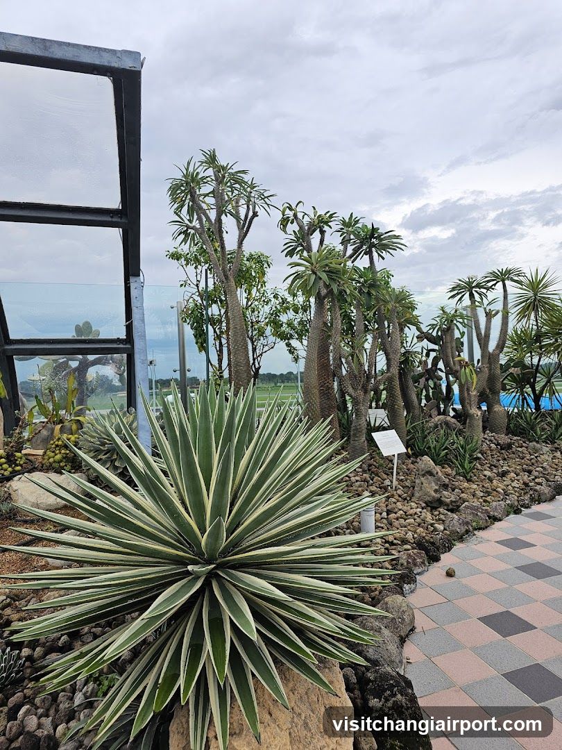 Cactus Garden