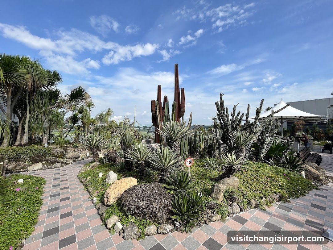 Cactus Garden