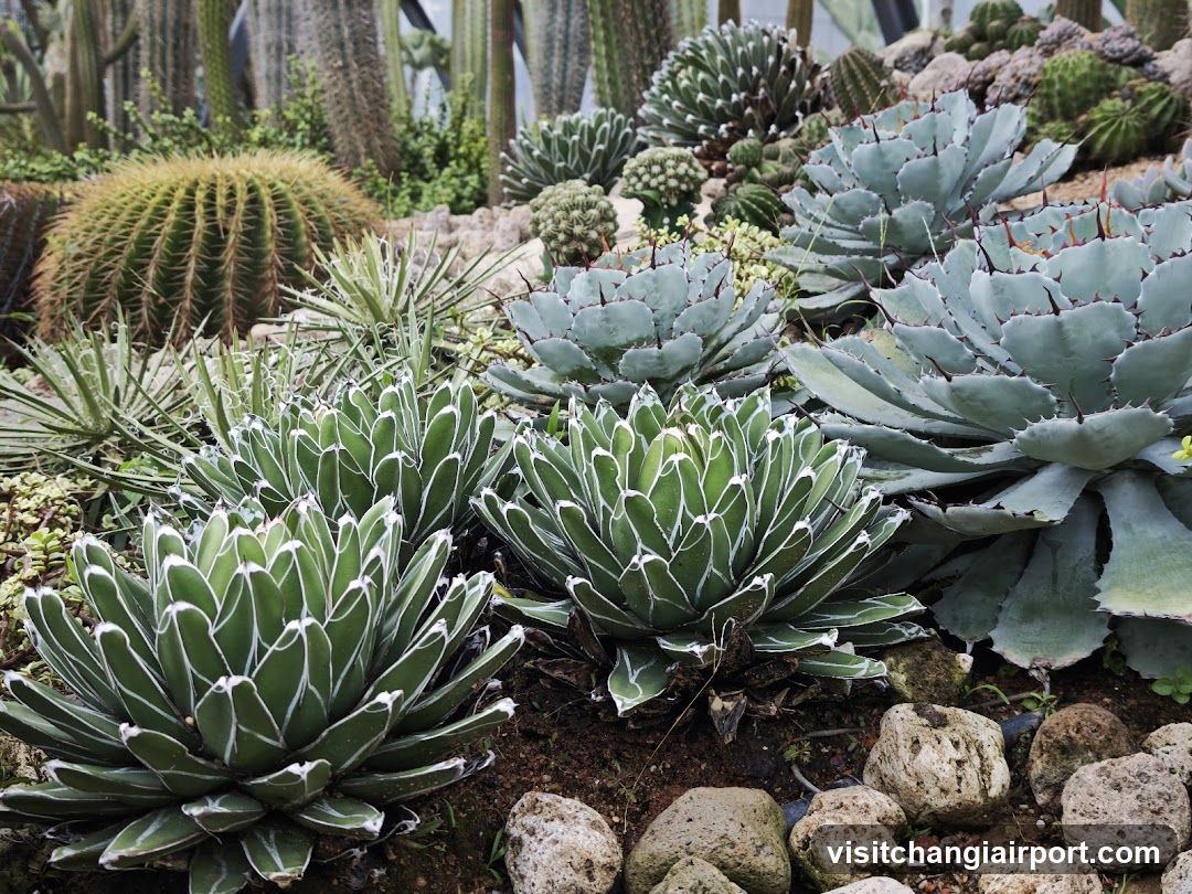 Succulent Garden