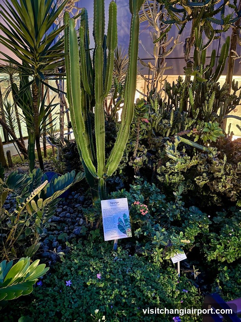 Cactus Garden Display