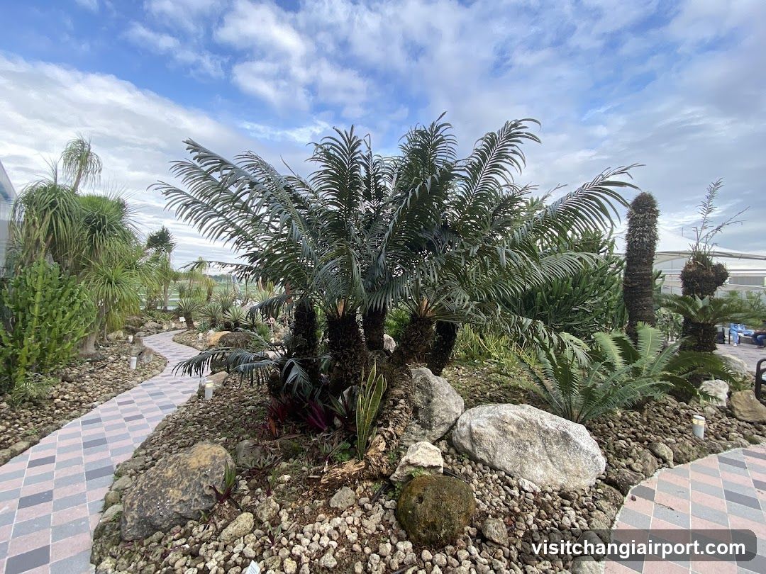Garden with Palm Trees and Pathway