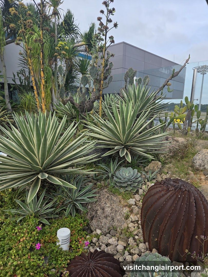 Succulent Garden with Modern Building Background