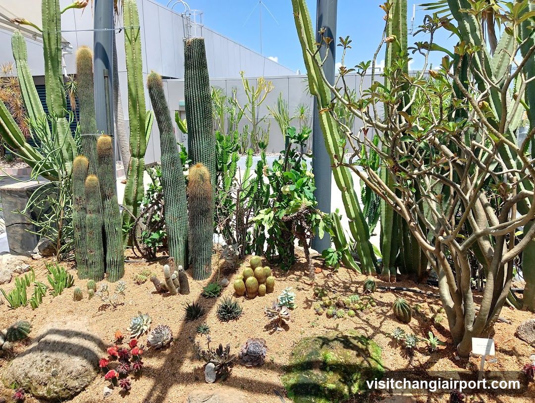 Cactus Garden Display