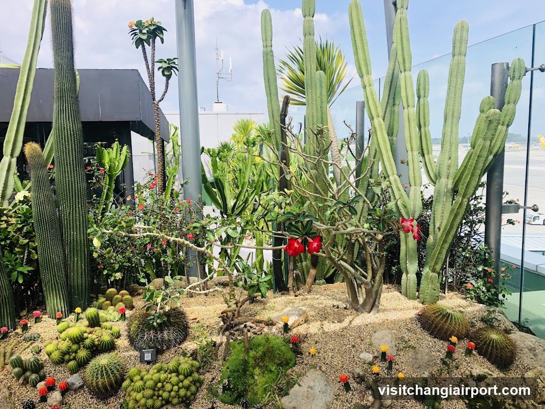 Cactus Garden Display