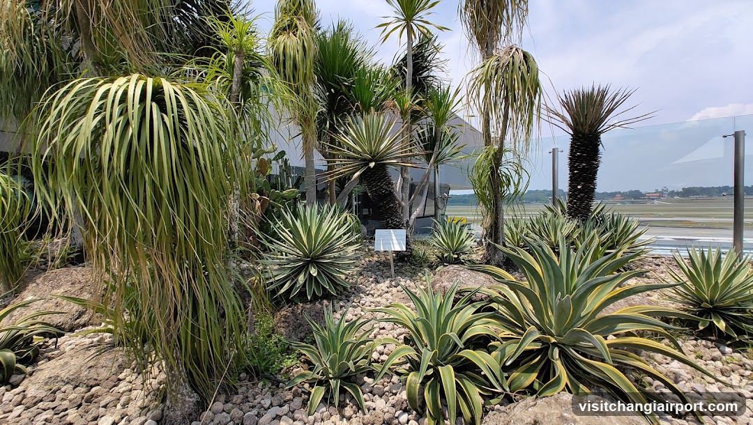 Agave and Dracaena Garden View
