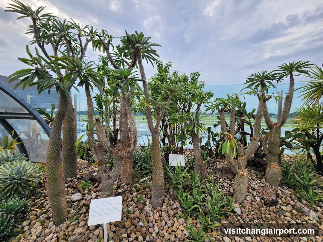 Cactus Garden Display
