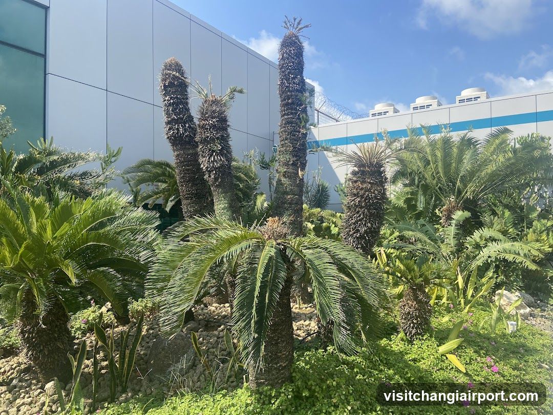 Cycad Garden View