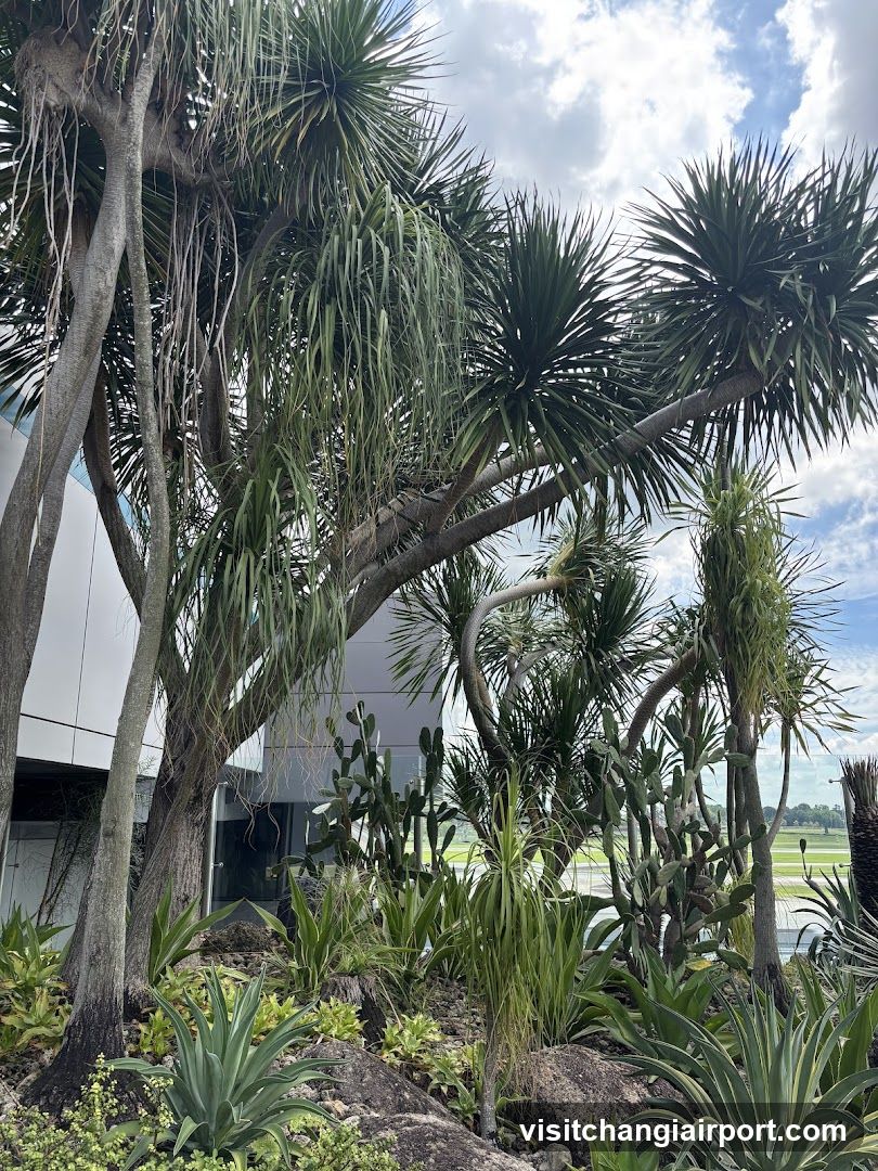 Tropical Garden Scene