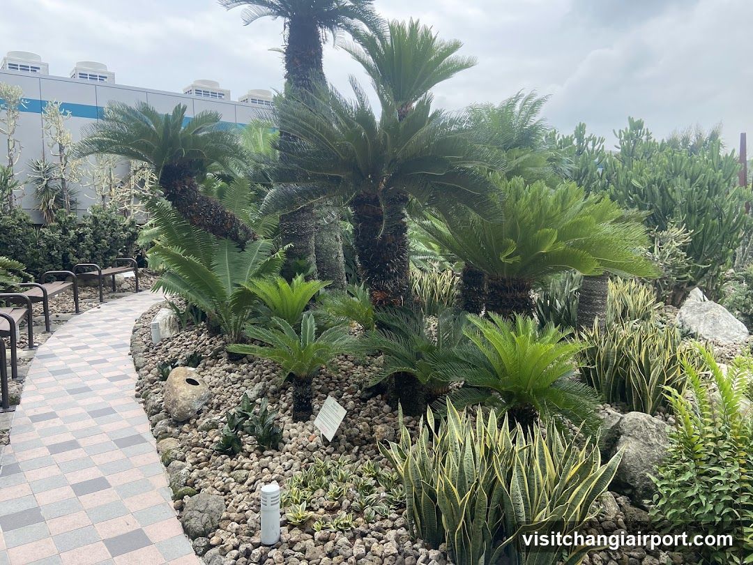 Succulent Garden Pathway