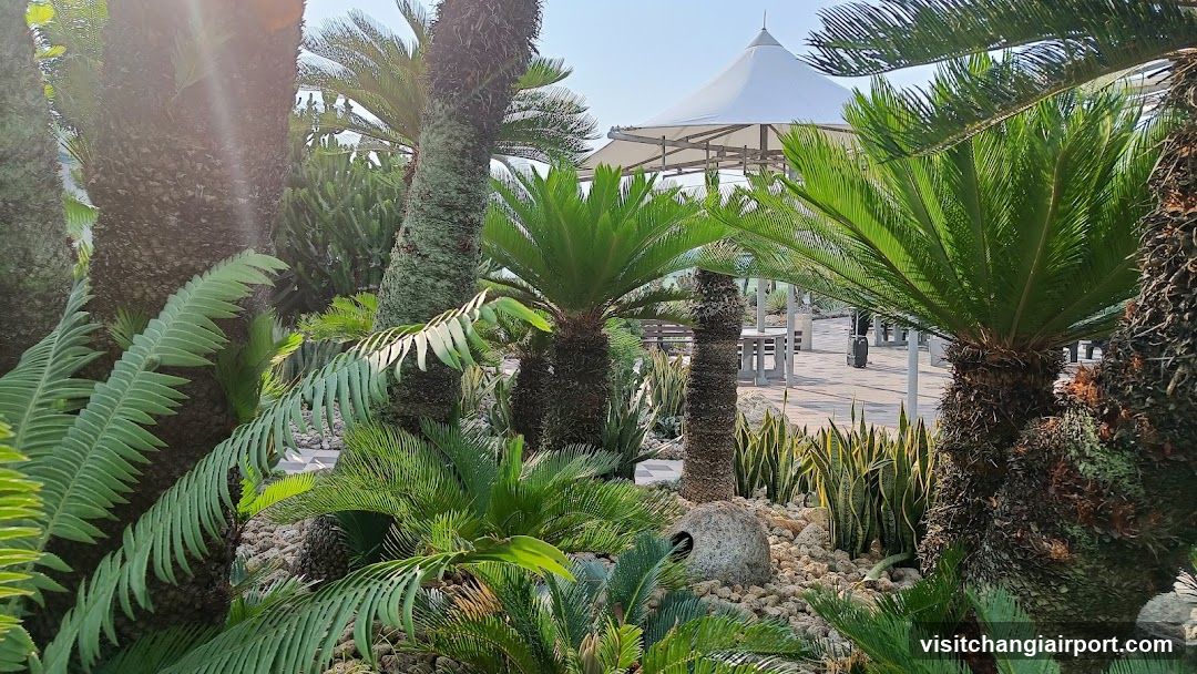 Succulent Garden with Palm Trees and Pavilion
