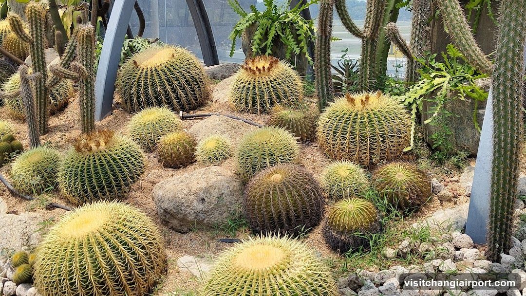 Cactus Garden Display