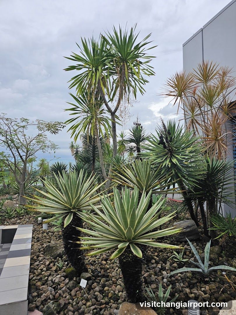 Xerophytic Garden Display