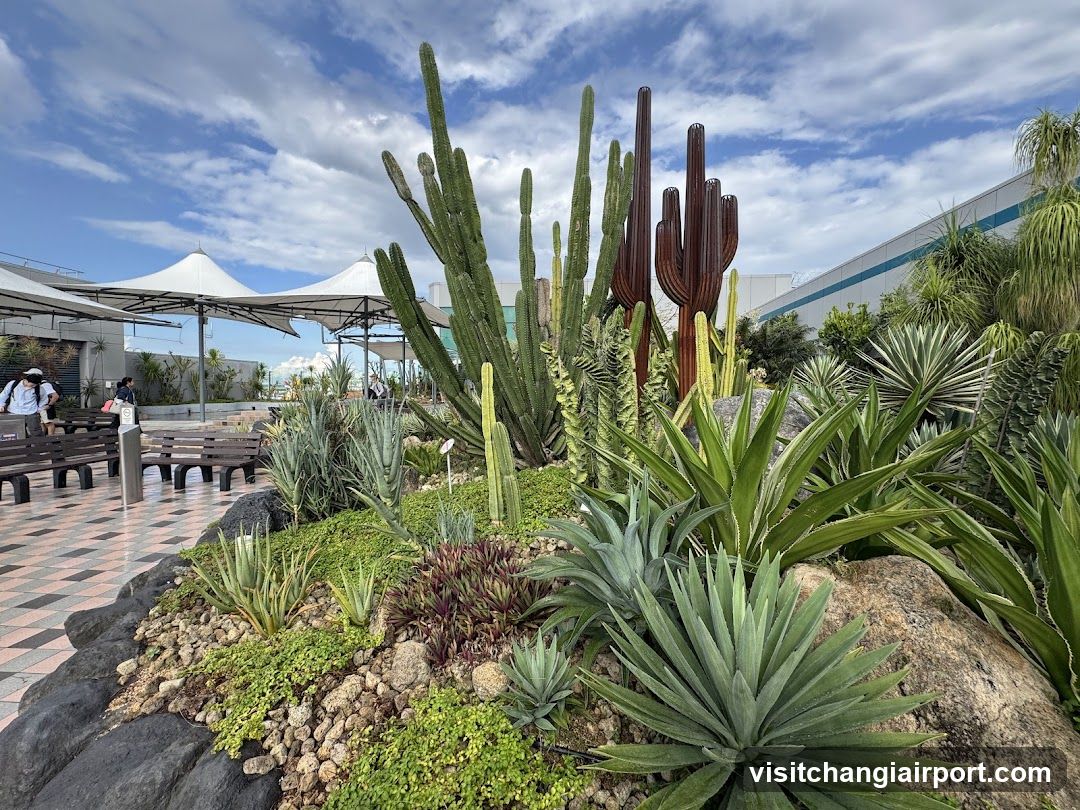 Cactus Garden Landscape