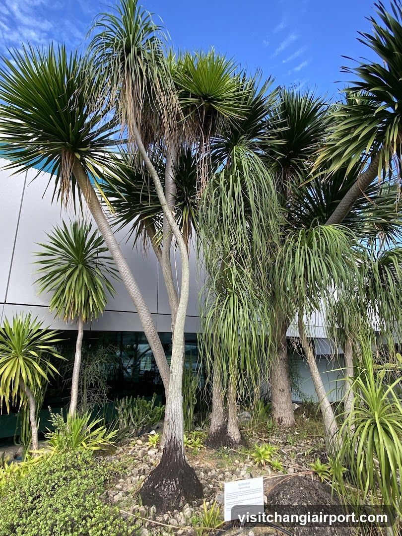 Tropical Plants in a Garden Setting