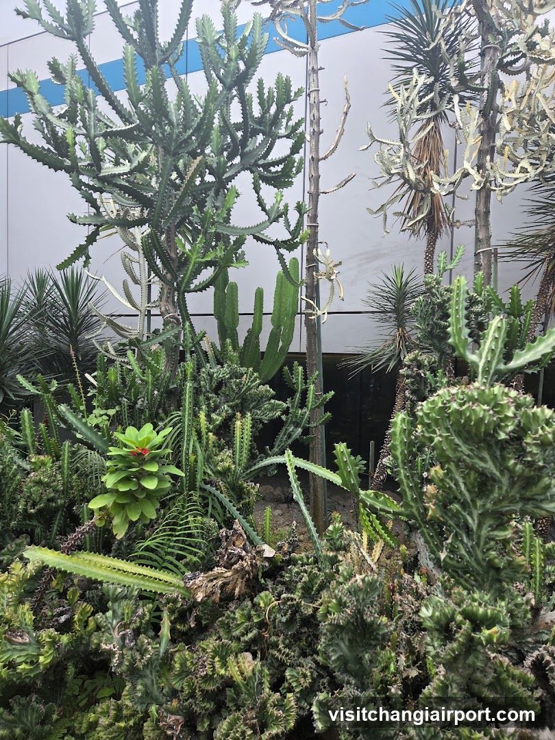 Cactus Garden Display