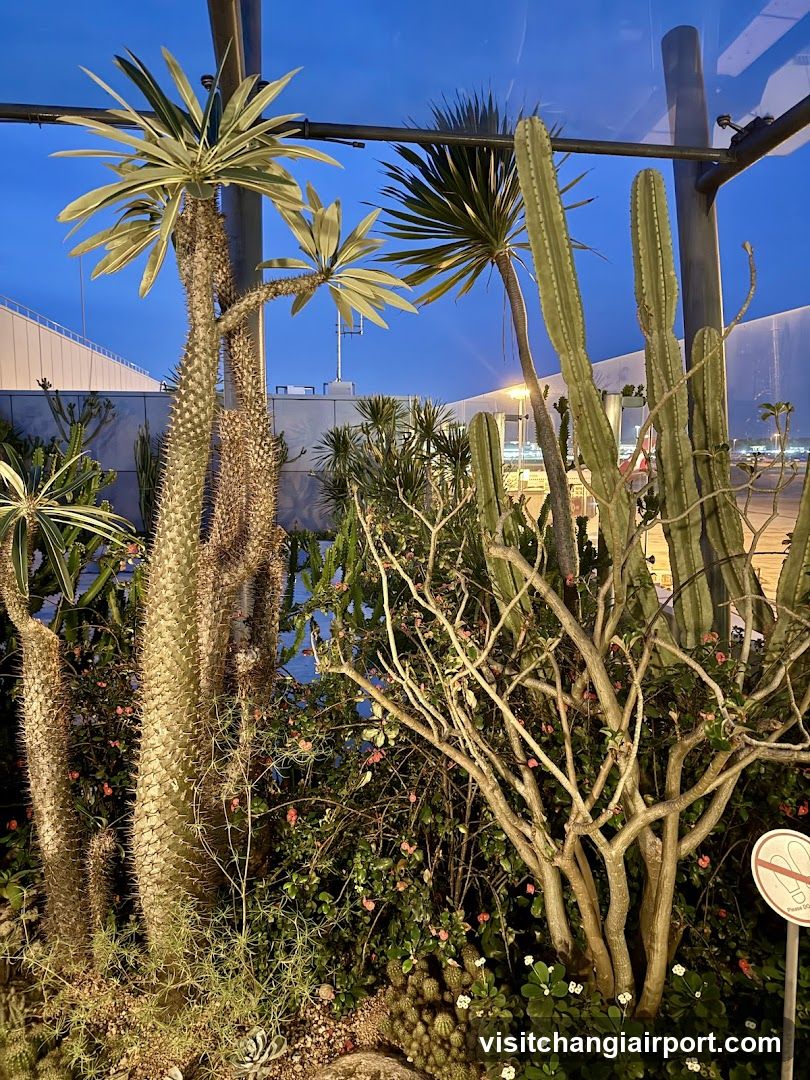 Cactus Garden at Dusk