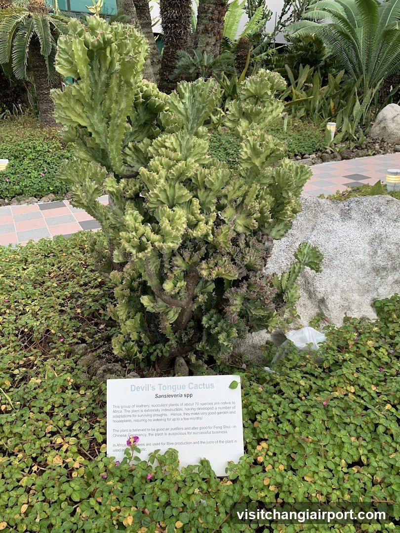 Devil's Tongue Cactus (Echeveria spp.) display in botanical garden