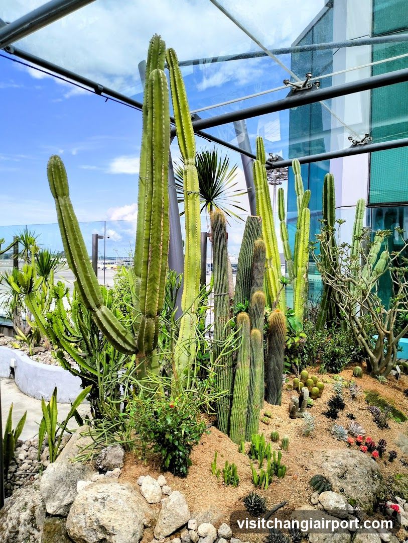 Cactus Garden Display