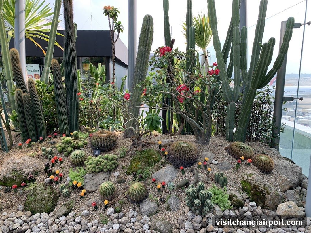 Cactus Garden Display