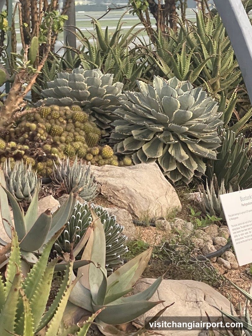 Succulent Garden Display