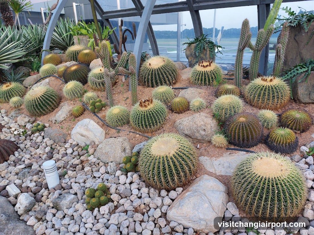 Cactus Garden Display