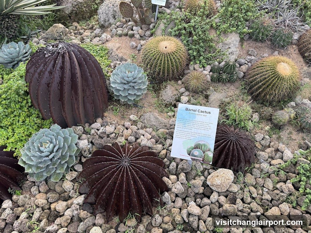 Barrel Cactus Garden Display