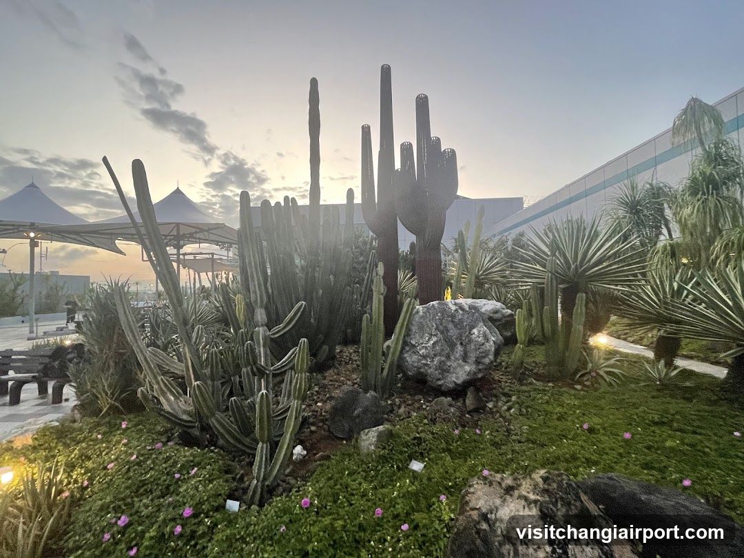 Cactus Garden at Dusk