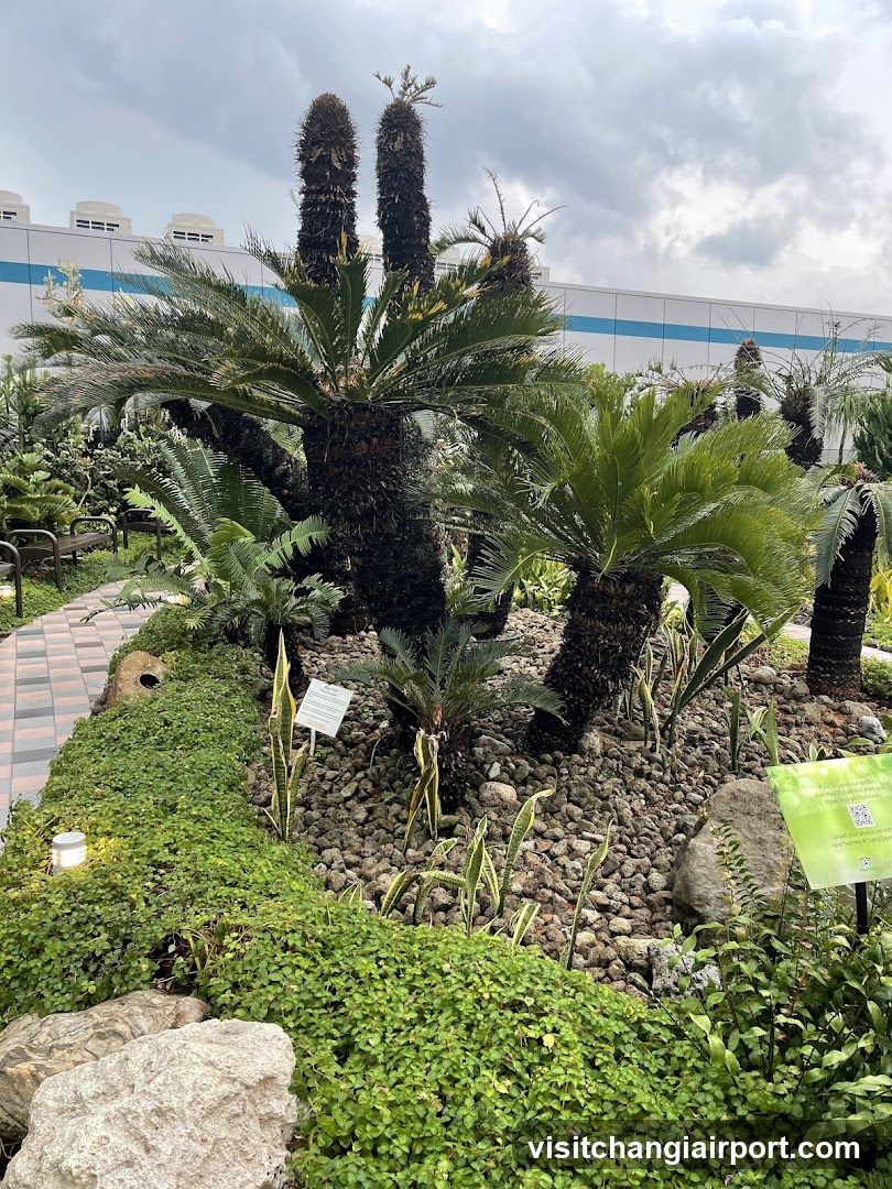 Sago Palm Garden Display