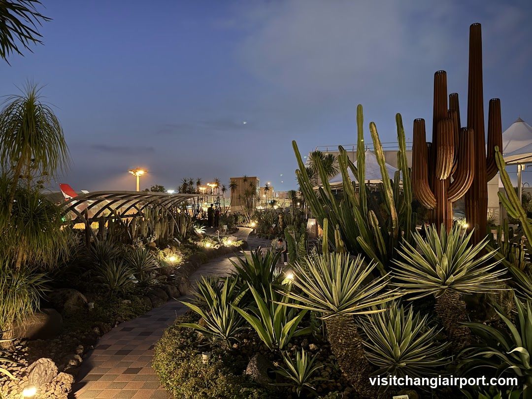 Evening Garden Path with Cacti and Agave Plants