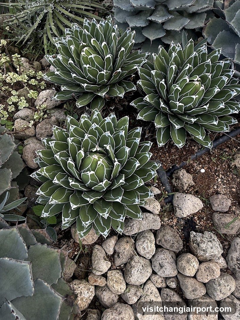 Agave Plants in Garden Bed