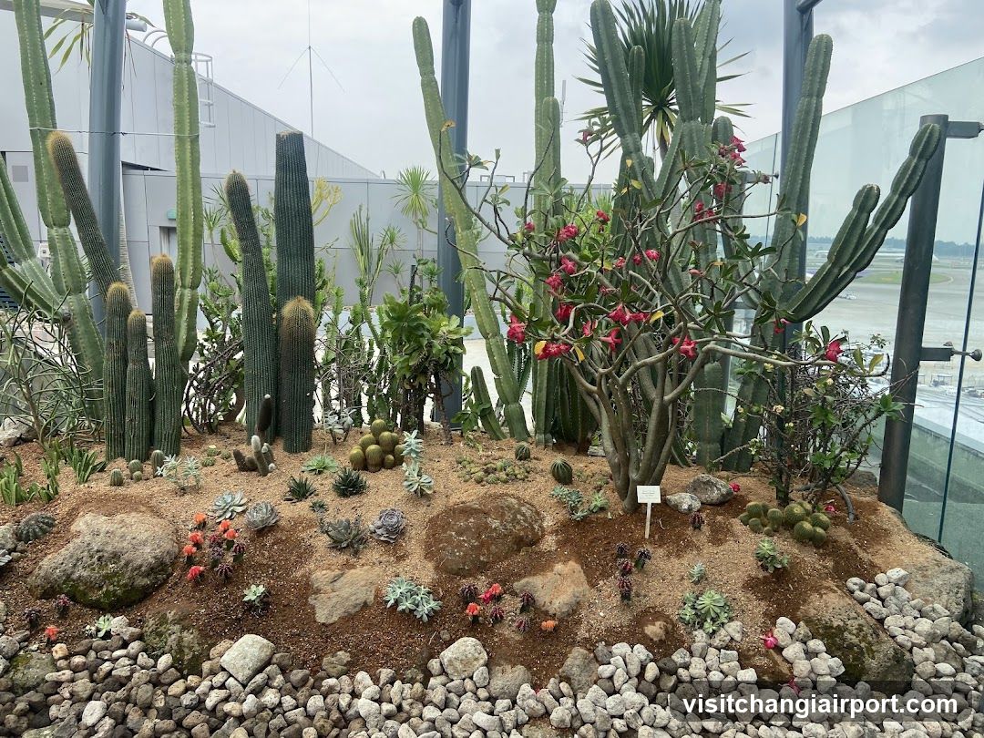 Cactus Garden Display