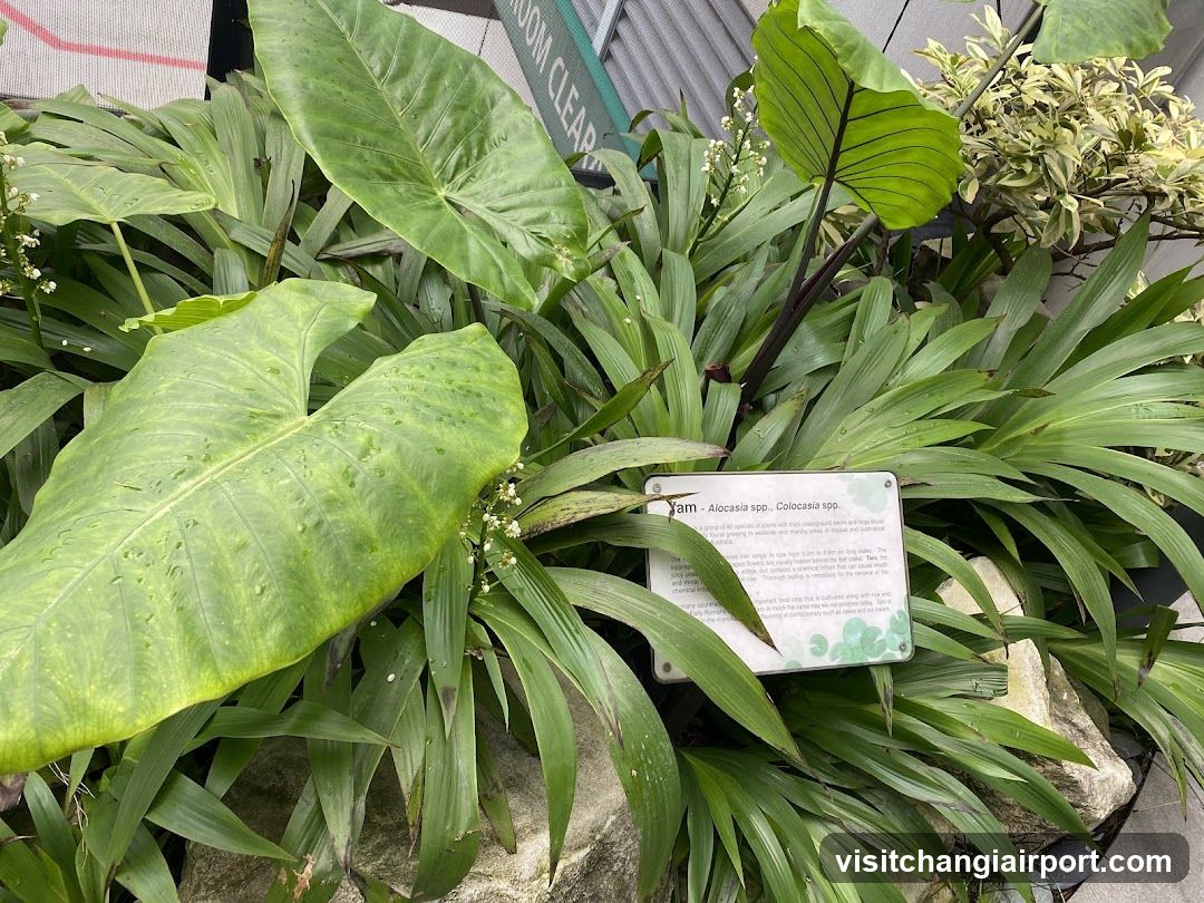 Plant Display with Identification Sign