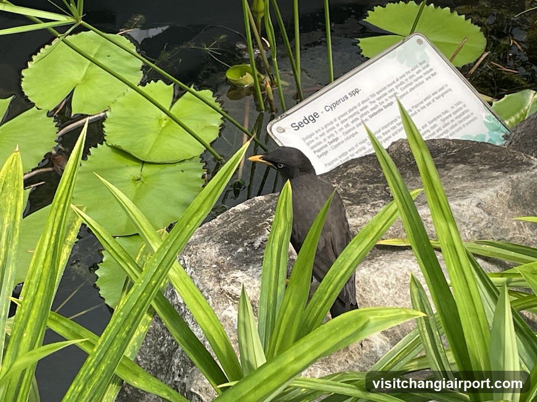 Sedge Cyperus spp.