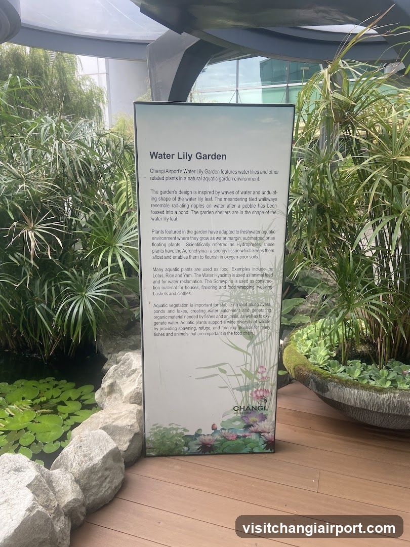 Water Lily Garden Information Board