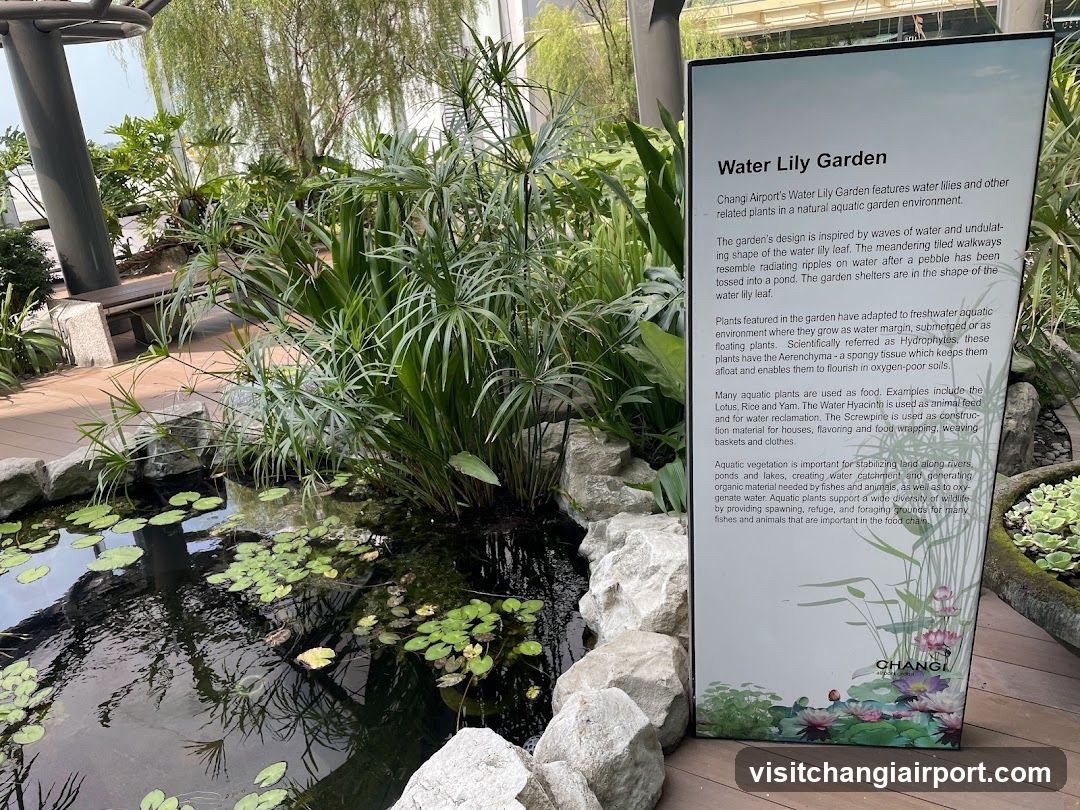 Water Lily Garden